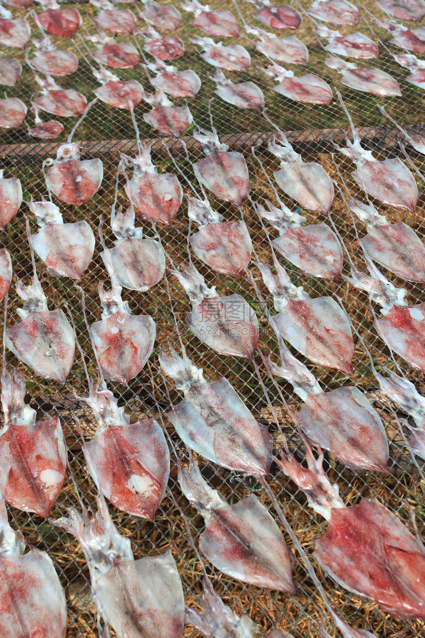 干燥的鱿鱼干货食物商业烘干阳光乌贼动物渔网海鲜图片