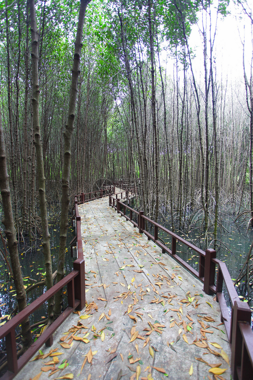 红树林中的步行道红树林沼泽热带雨林树冠人行道森林树干图片