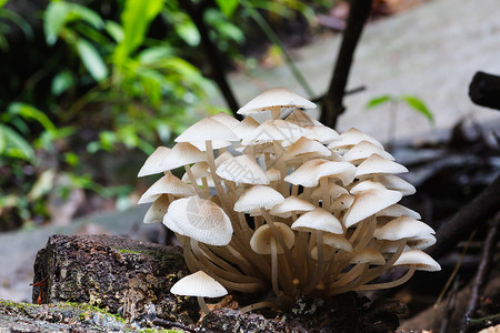 森林蘑菇植物学白色团体腐烂殖民地植物水平生长生物食物背景图片
