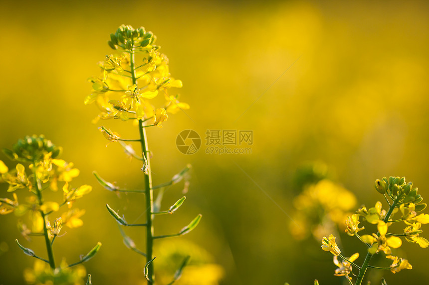 科尔扎布拉西卡拉帕农田植物晴天生长地形农业阳光土地场地国家图片