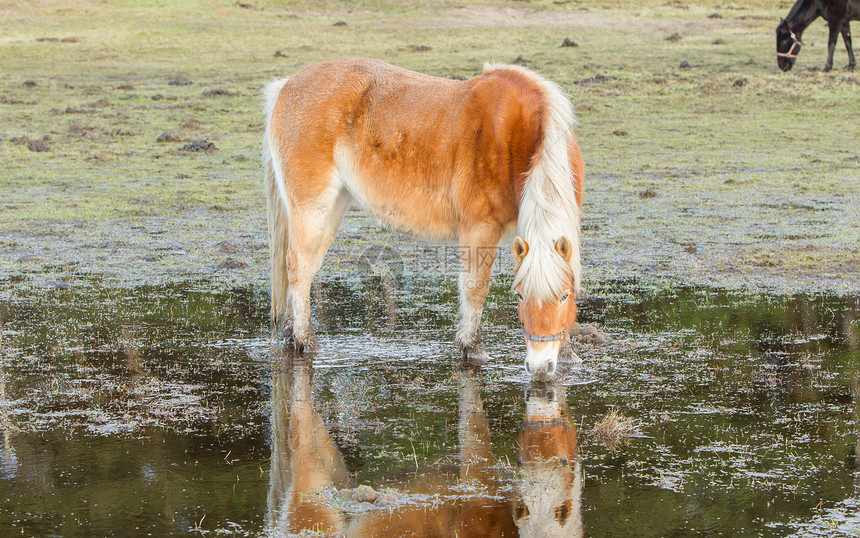 下雨几天后马在游泳池里站着橙子骑马饲养场假期牧场地平线旅行动物马背阳光图片