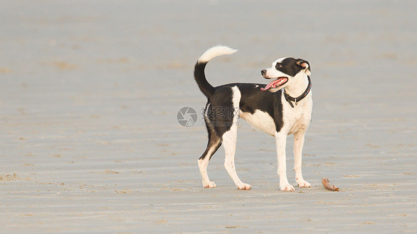 狗在沙滩上玩棍子动物安全太阳跳跃斗牛犬女性犬类友谊家畜跑步图片