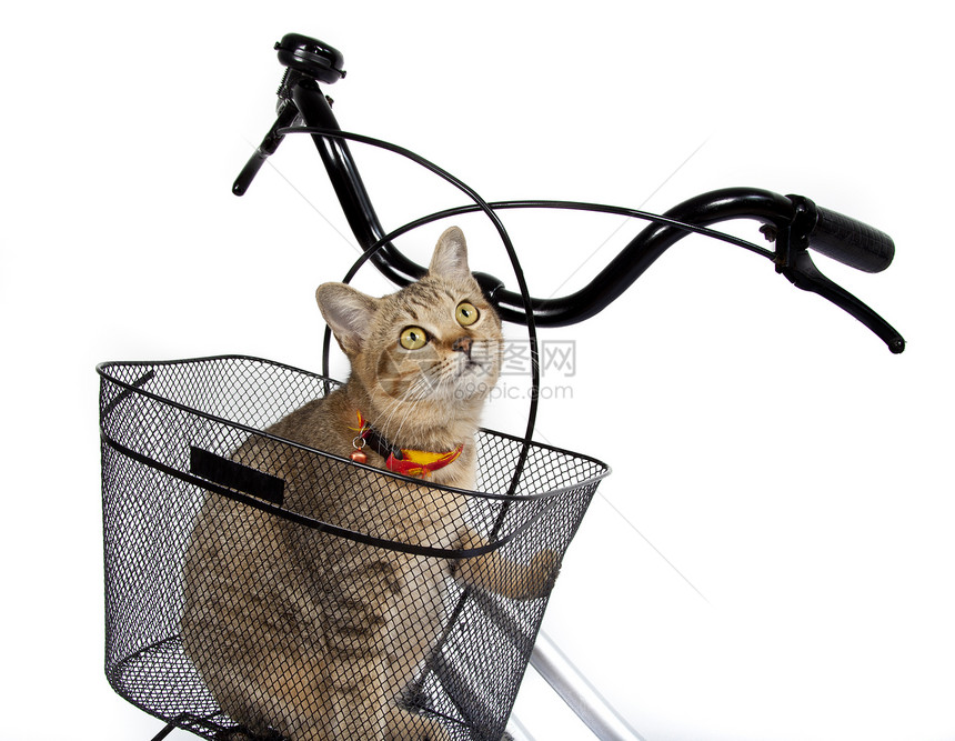 坐在自行车篮子中的猫小猫毛皮猫眼图片