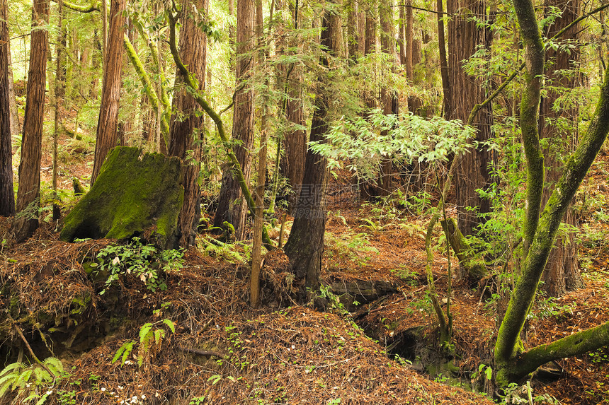 原始森林石头树木苔藓生物晴天树干森林植被生态衰退图片