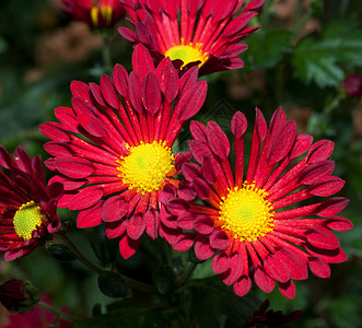 菊花黄色植物女王红色花瓣花粉背景图片