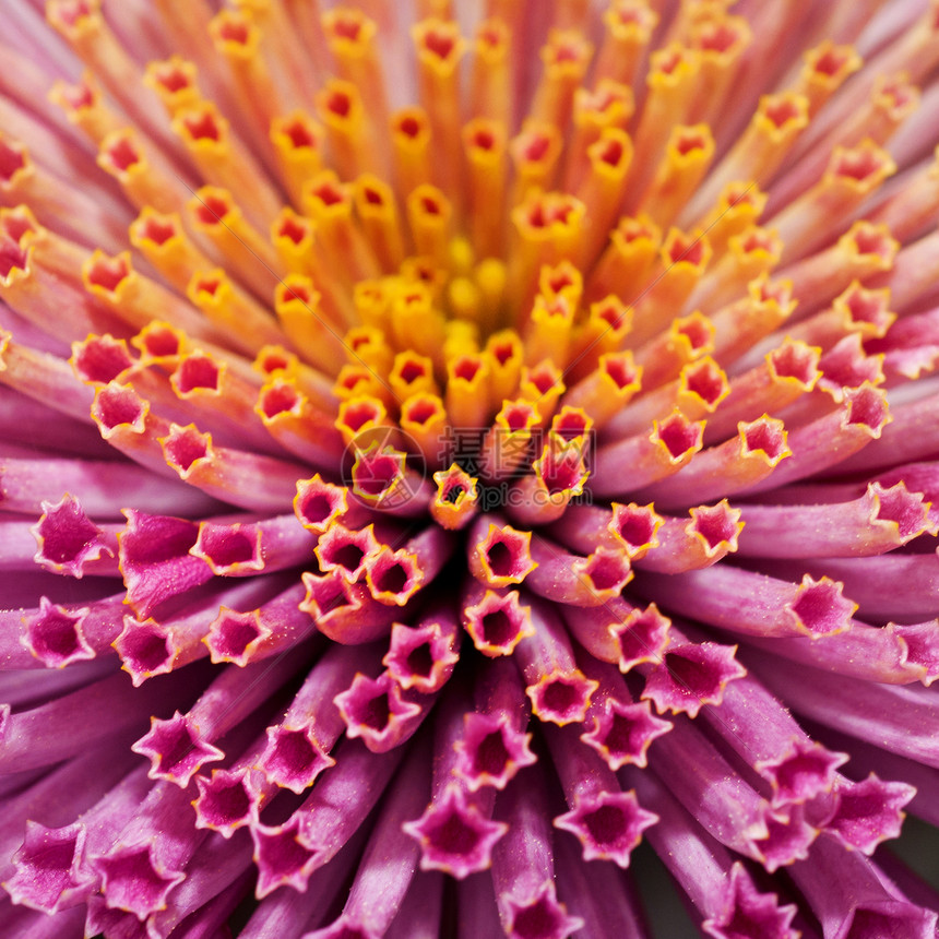 菊花粉色黄色花瓣植物红色花粉女王星星图片