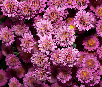 菊花黄色花粉花瓣植物粉色女王背景图片