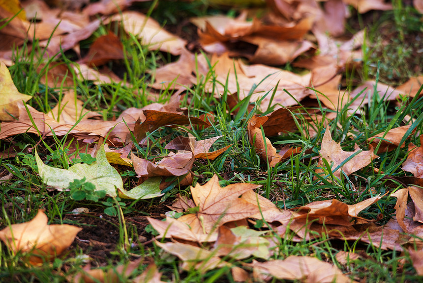 草地上的秋叶季节公园植物森林墙纸背景太阳晴天环境植物群图片