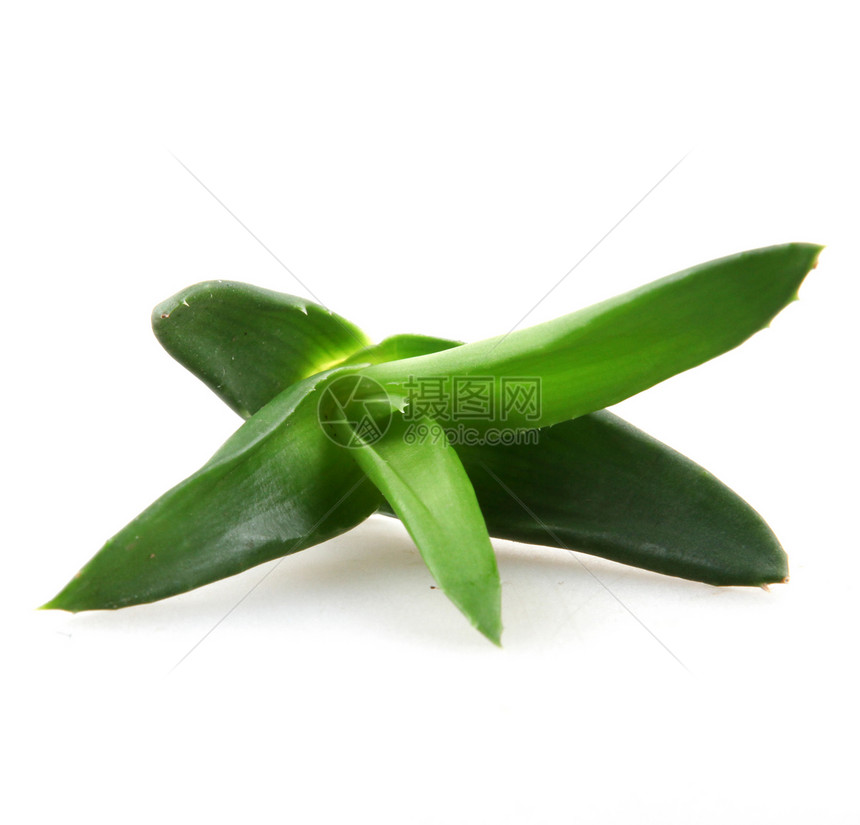 Aloe Vera 树叶植物学叶子皮肤科果汁治愈皮肤植物群美丽洗剂治疗图片