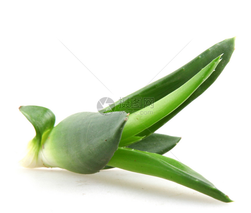 Aloe Vera 树叶皮肤科护理草本植物植物学治疗药品洗剂愈合凝胶植物群图片