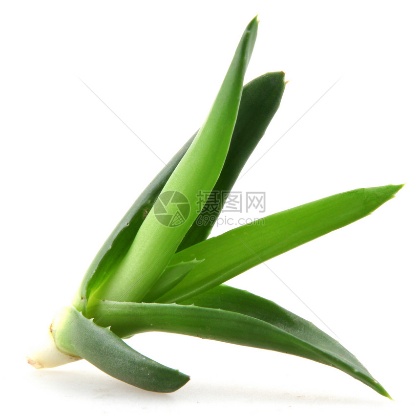 Aloe Vera 树叶凝胶植物群草本植物洗剂皮肤药品叶子护理愈合化妆品图片