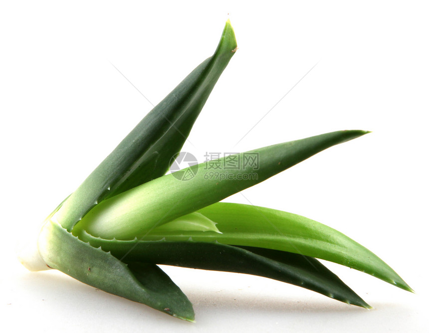 Aloe Vera 树叶草本植物凝胶化妆品植物群洗剂美丽宏观治疗愈合果汁图片