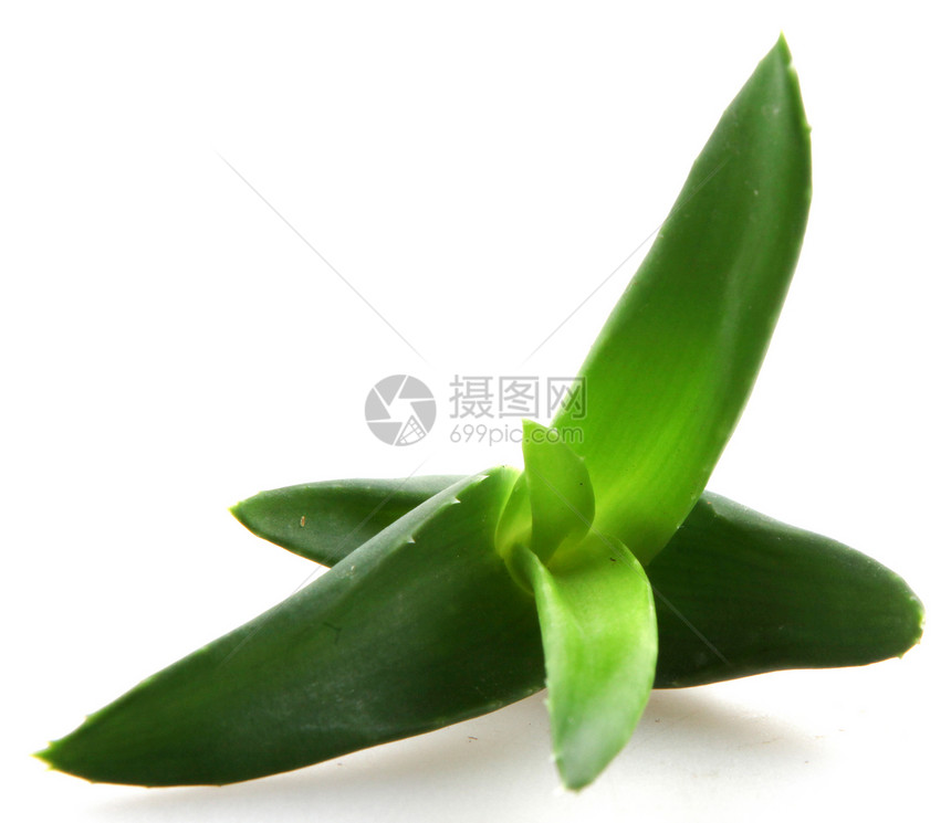Aloe Vera 树叶药品治疗治愈果汁护理植物群化妆品洗剂草本植物生长图片