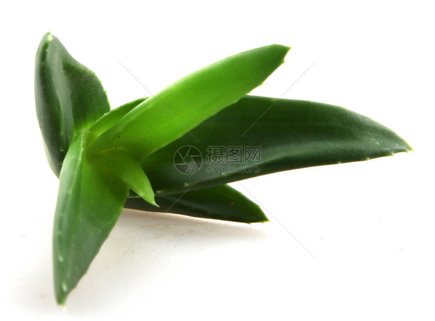 Aloe Vera 树叶化妆品植物叶子皮肤凝胶治愈生长草本植物愈合护理图片