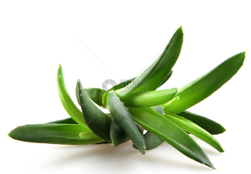 Aloe Vera 树叶皮肤科凝胶生长愈合植物学治愈草本植物宏观皮肤植物群图片