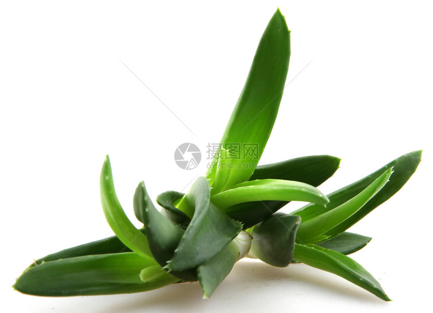 Aloe Vera 树叶皮肤洗剂草本植物植物群美丽护理生长药品果汁宏观图片