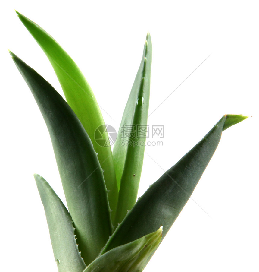 Aloe Vera 树叶愈合药品植物学洗剂护理叶子治疗化妆品凝胶美丽图片