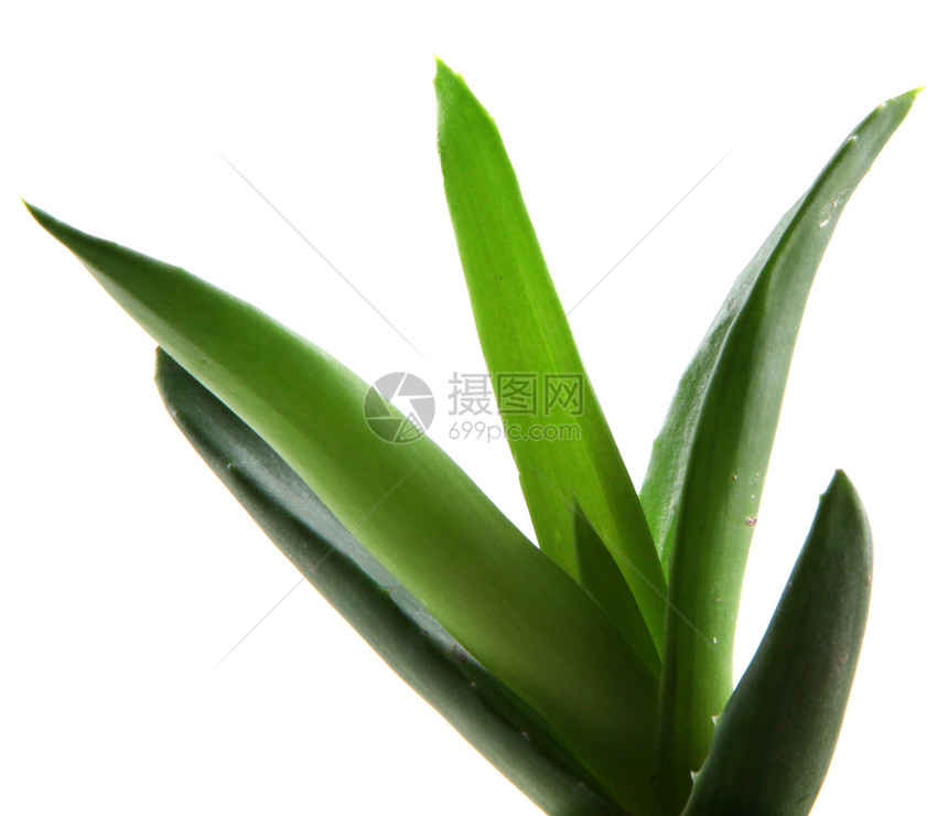 Aloe Vera 树叶药品治愈宏观皮肤科植物学化妆品草本植物治疗凝胶愈合图片