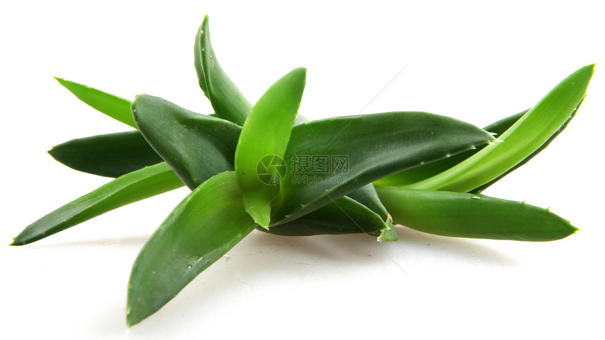 Aloe Vera 树叶治愈植物群治疗化妆品护理宏观洗剂植物生长凝胶图片