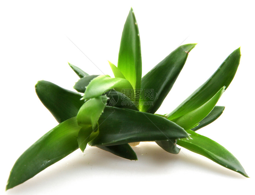 Aloe Vera 树叶生长植物群愈合叶子美丽治愈植物学护理药品植物图片