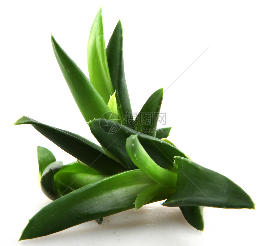 Aloe Vera 树叶美丽果汁皮肤植物洗剂护理化妆品草本植物植物群叶子图片