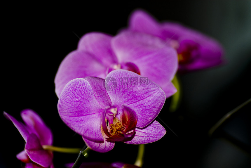 花兰花兰花头盔花朵蓝色流苏宝石动物群图片花园绿度图片