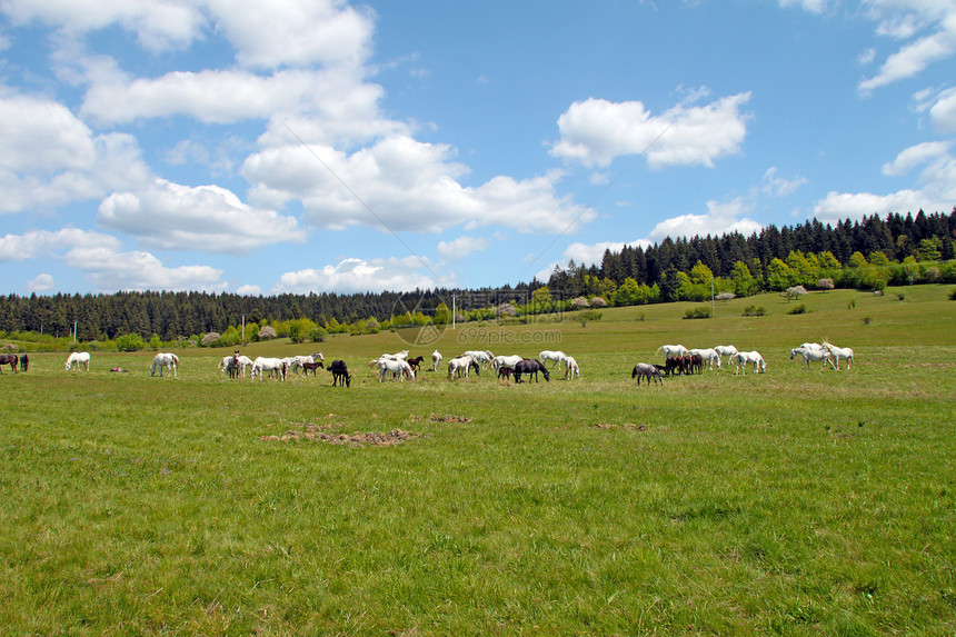 马在牧场上绿色草地鬃毛动物农业棕色季节土地乡村白色图片