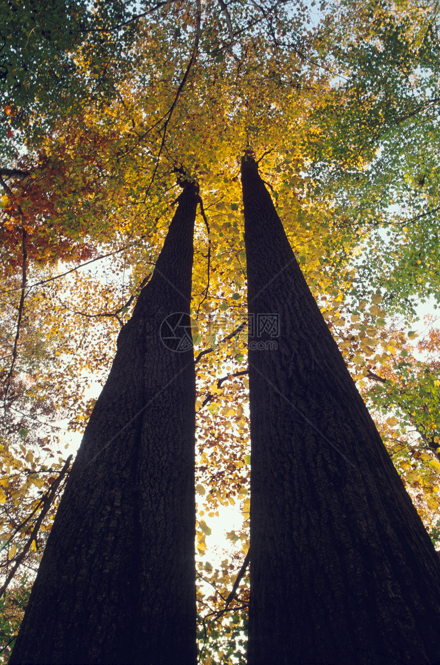 秋色的树木对等图片