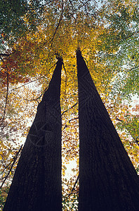 秋色的树木对等背景图片