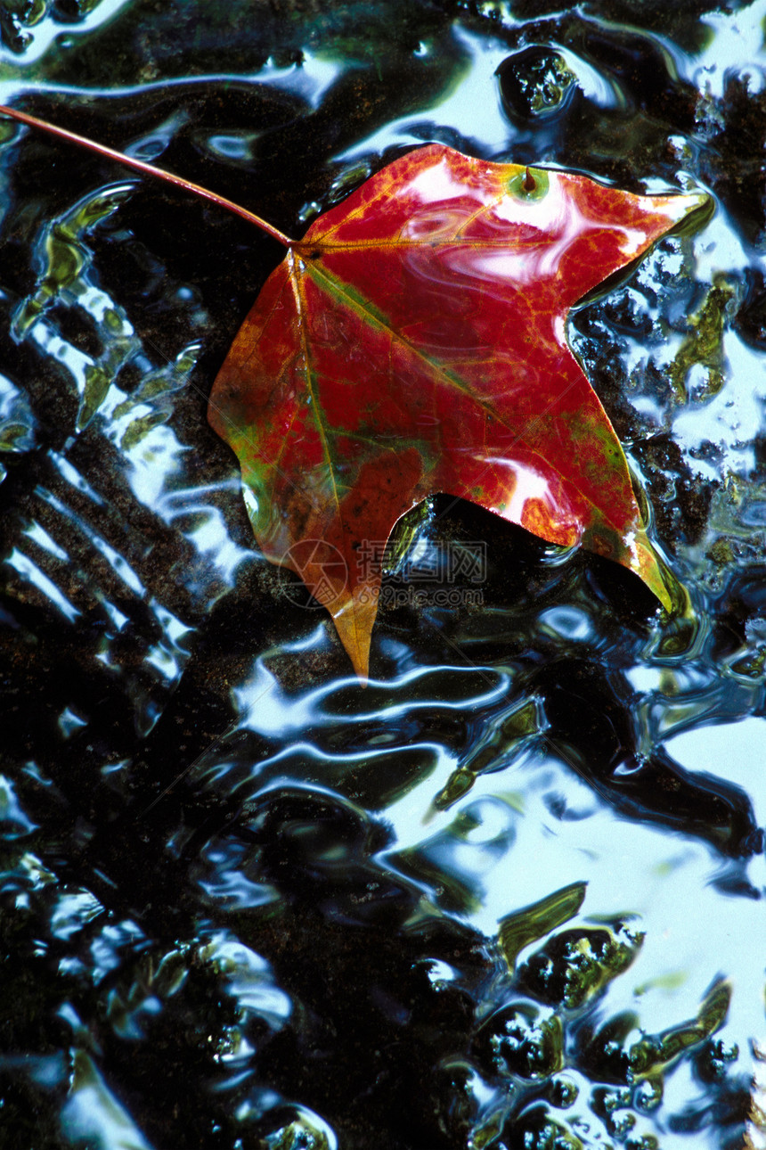 湿岩上的Sweetgum叶图片