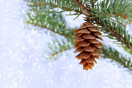 带雪的松果植物绿色下雪松树蓝色季节背景图片