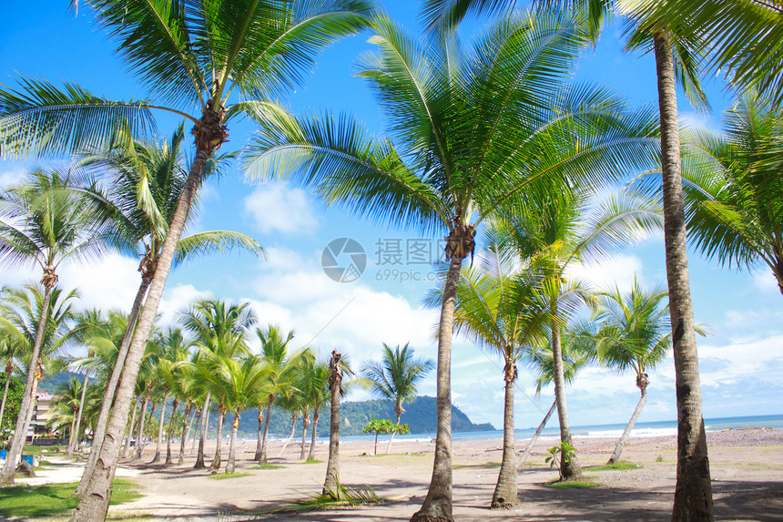 有棕榈树的热带热带海滩地平线旅行棕榈场景支撑海岸海景海洋椰子蓝色图片
