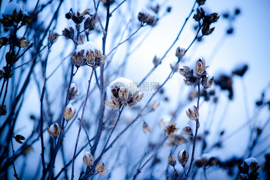 雪中的花朵衬套蓝色棕色植物群场景孤独叶子图片