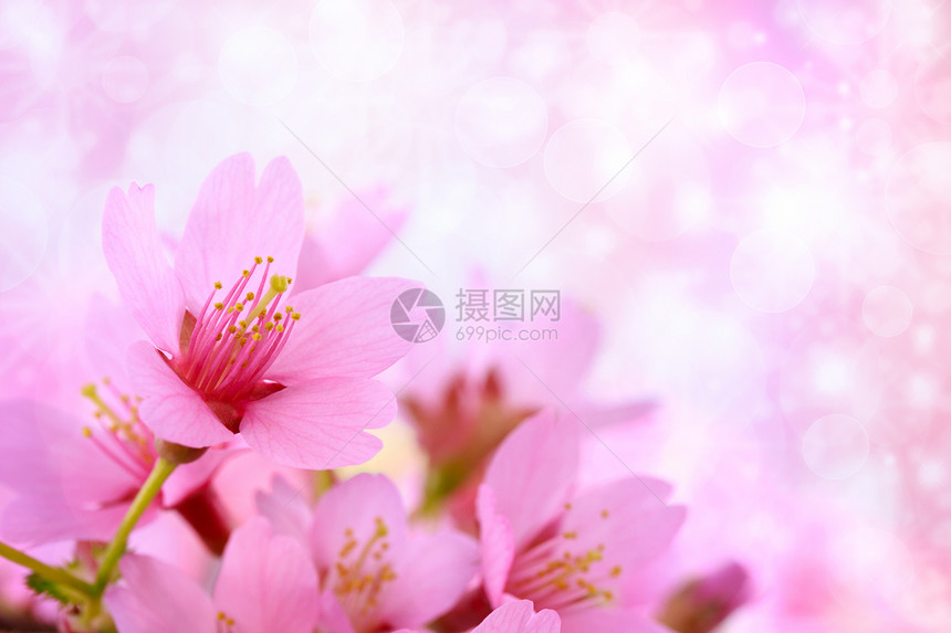 樱花花背景粉色红色纹理季节花瓣樱花圆圈柔软度图片