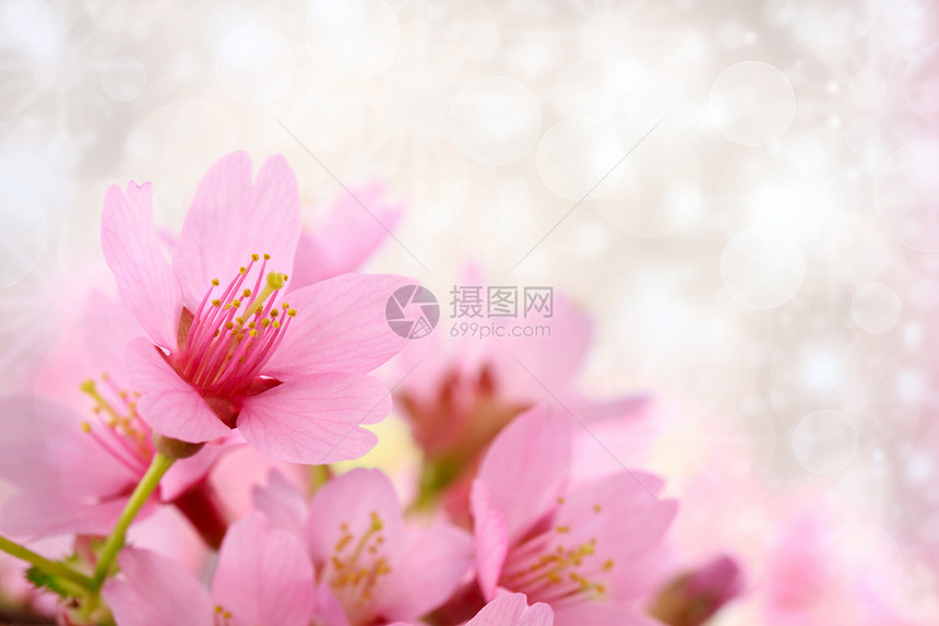 樱花花背景季节樱花柔软度纹理红色圆圈花瓣粉色图片