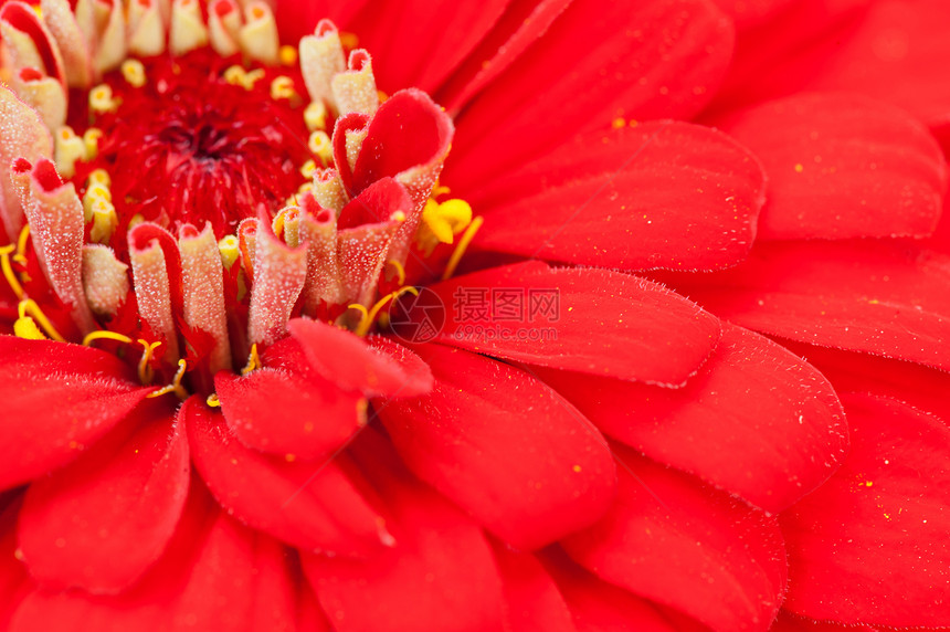 辛尼亚雌蕊植物宏观花园花瓣红色植物群植物学图片
