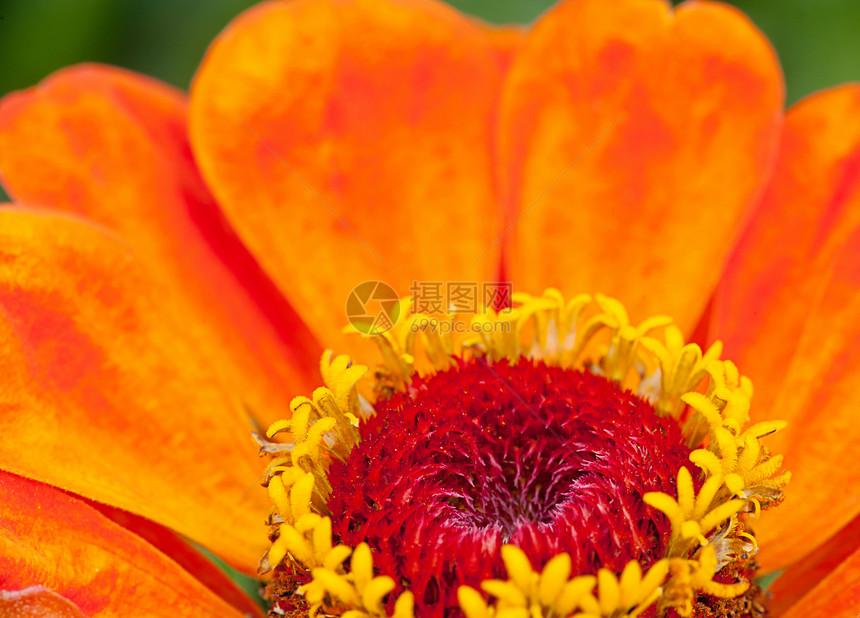 辛尼亚宏观橙子植物群花园雌蕊花瓣植物植物学图片