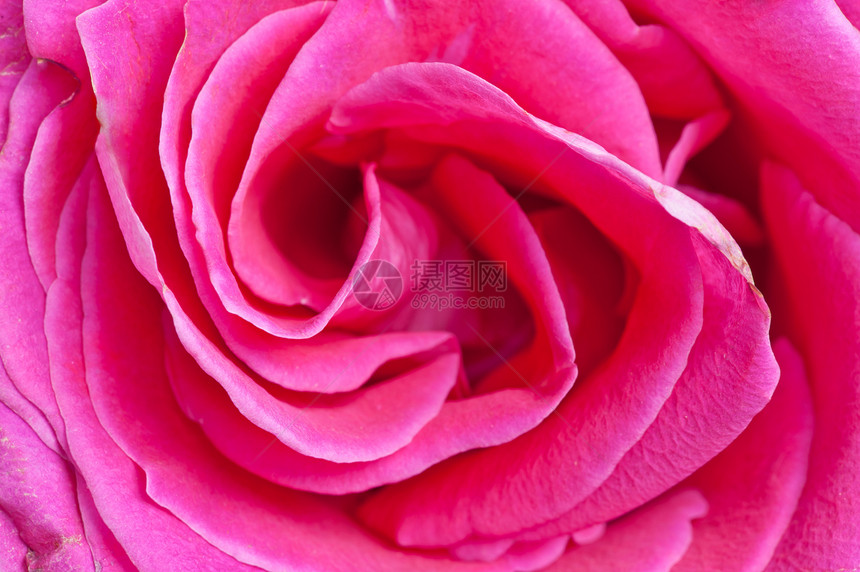 粉色玫瑰缝合婚礼植物礼物植物群香水生长花瓣园艺夫妻宏观图片