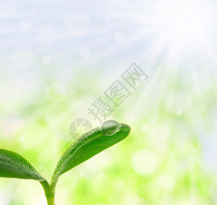 有小滴子的年轻植物发芽生态环境动画生长太阳树苗幼苗背景叶子背景图片
