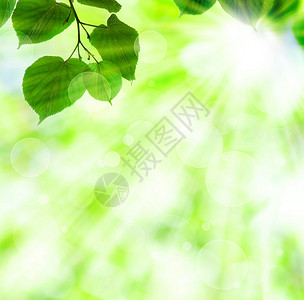 春太阳光束 绿叶子背景图片