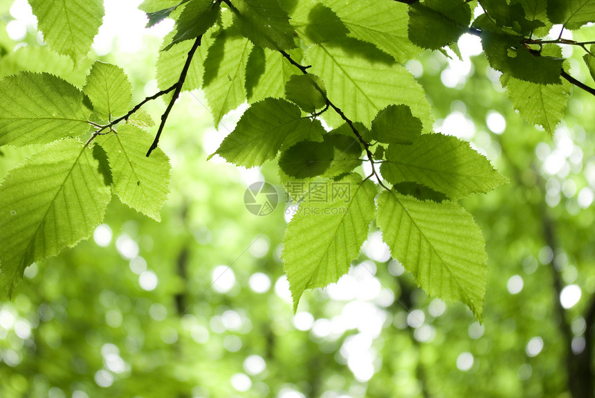 绿叶树叶植物叶子生长宏观森林绿色环境树木图片