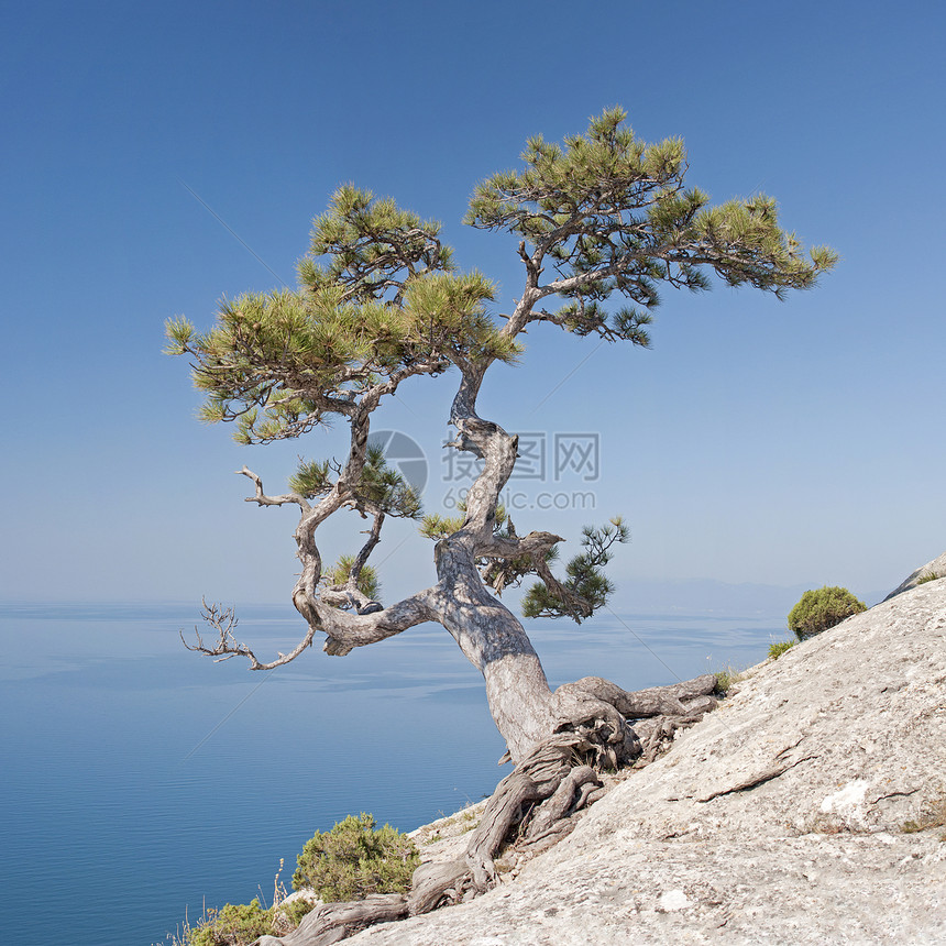 孤单的松树在岩石上生存稳定性孤独假期爬坡寂寞远足海滨植物木头图片