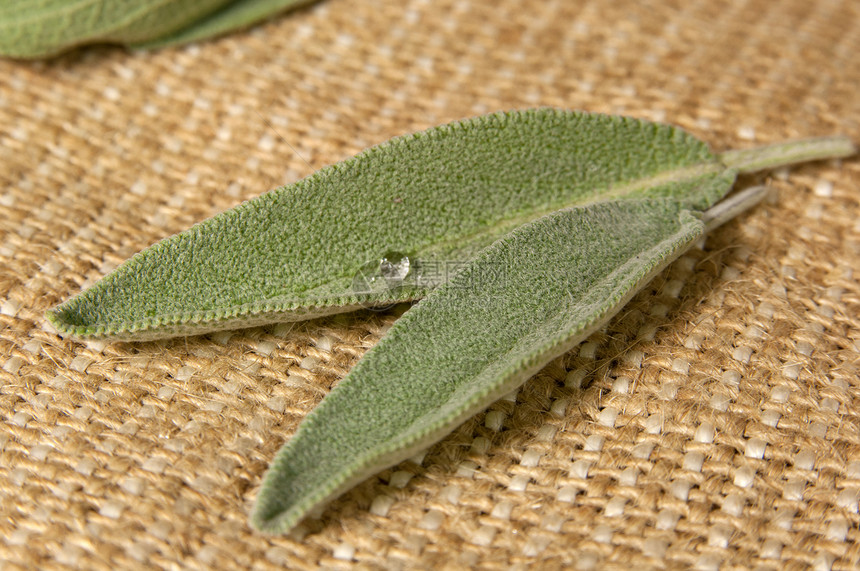Salvia(白叶) 打麻树图片