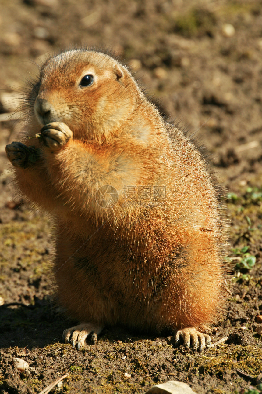 欧洲地面松松鼠眼睛动物动物园警报野生动物松鼠草原毛皮动物群生活图片