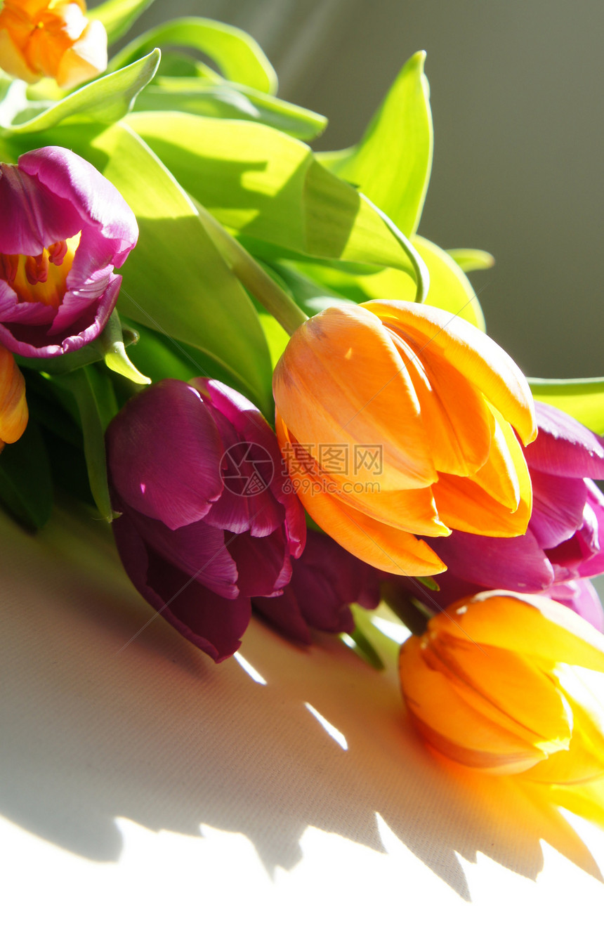 美丽的郁金香花瓣风格花束礼物橙子桌子植物群情人展示紫色图片