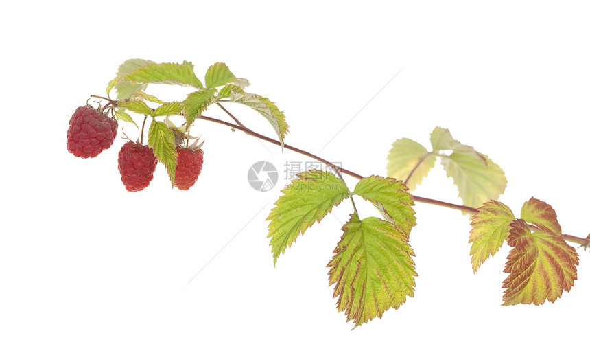 树莓草莓白色叶子宏观水果植物覆盆子食物红色绿色图片