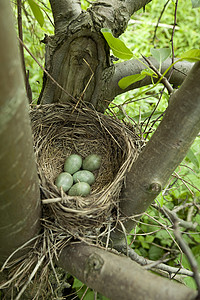 鸟鸟巢绿色兽巢叶子动物背景图片