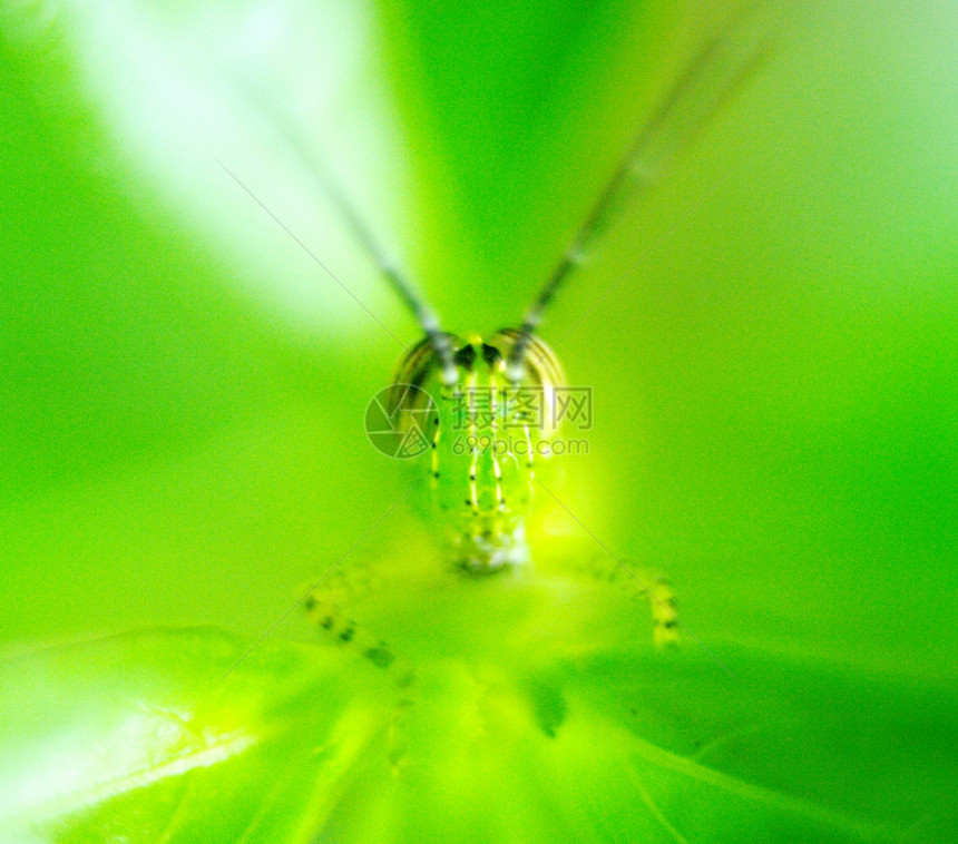 花园中的眼睛绿色昆虫宏观图片