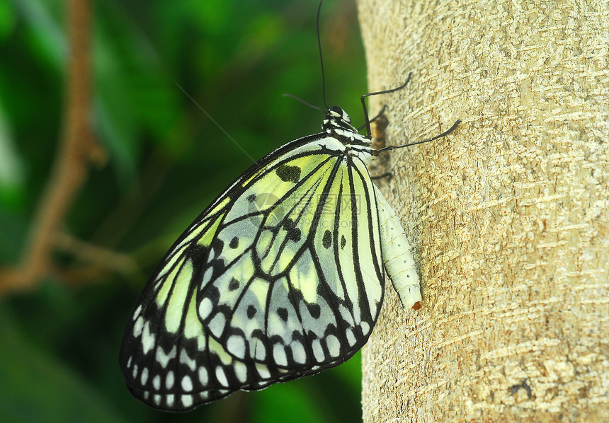 黑白蝴蝶昆虫白色翅膀动物树干图片