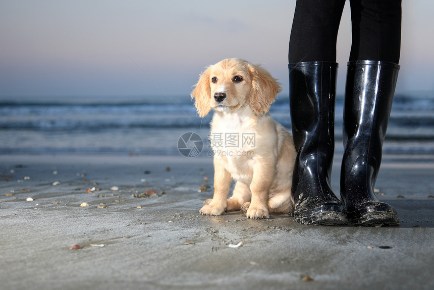 在海滩上的靴子旁边的小狗狗图片